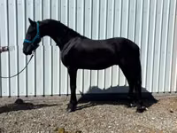 公马, Friesian — 照片 6