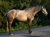Hengst, Pferde — Foto 2