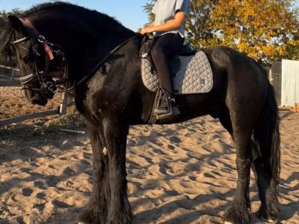 公马, Friesian