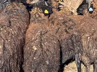 Schafe (Partie, Geschlecht nicht angegeben), Karachay sheep — Foto 2