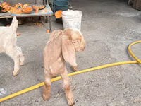 Goats (batch, sex not specified), Beetal goats — photo 7