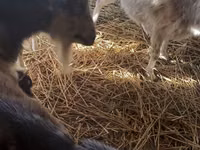 Ziege, LaMancha goats — Foto 3