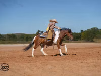 Horse (M), Pinto horses — photo 3