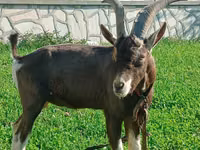 Goat, Toggenburg goat — photo 2