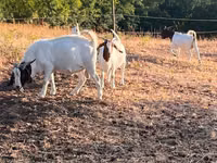 Ziegenbock, Boer goat — Foto 4