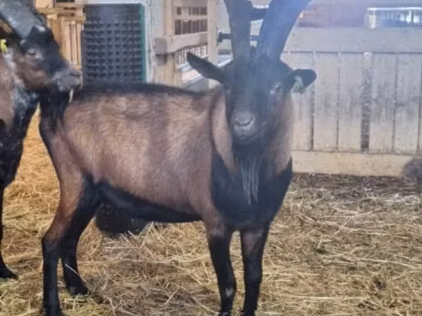 Ziegenbock, Alpine goat