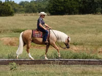 घोड़ा, Quarter Horse — फ़ोटो 5