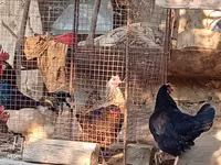 Chickens — photo 7