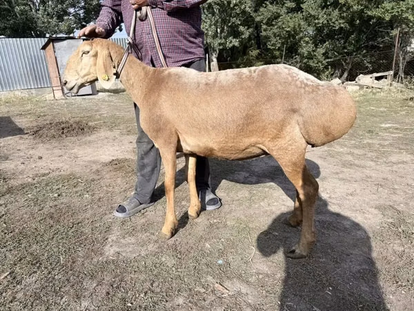 Schaf, Arashan sheep