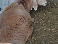 Schaf, Arashan sheep — Foto 5