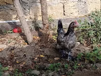 Japanisches Bantam — Foto 1