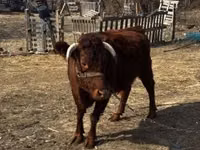 Vaca, Dexter — foto 4