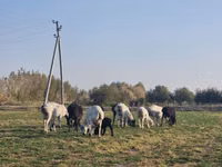 Ram, Sheep — photo 7
