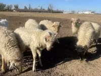 मेढ़ा, Merino sheep — फ़ोटो 2