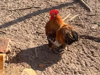 Pekin Bantam — photo 3