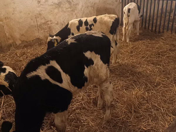 ثور, Russian Black pied cattle