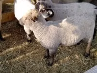 भेड़, Shroshire sheep — फ़ोटो 2