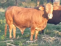 Bull, Bonsmara — photo 2
