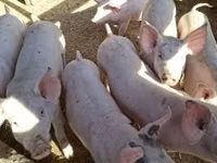خنازير (دفعة، الجنس غير محدد) — الصورة 2