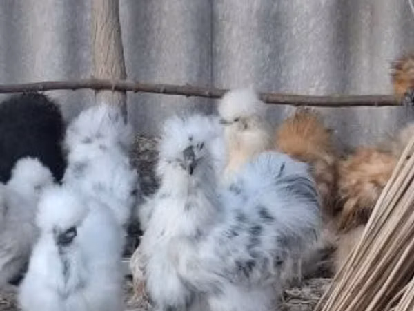 Danish hen