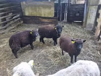 भेड़, Southdown sheep — फ़ोटो 1
