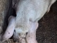 Schweine (Partie, Geschlecht nicht angegeben) — Foto 6