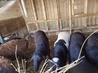 Ram, Sheep — photo 4