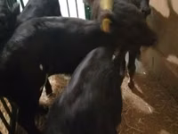 Cattle (batch, sex not specified), Cattle — photo 4