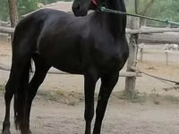 فرس, Friesian — الصورة 2