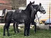 घोड़े (लॉट, लिंग निर्दिष्ट नहीं), Lipizzaner — फ़ोटो 5