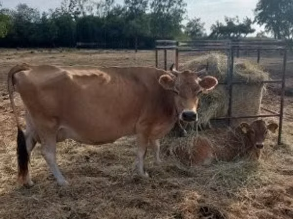 Vaca, Raza Jersey