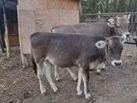 Bull, Bazadez — photo 2