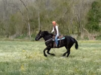 घोड़ी, Percheron — फ़ोटो 6