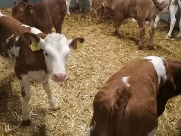 牛只（批次，未指定性别）, Simmental cattle