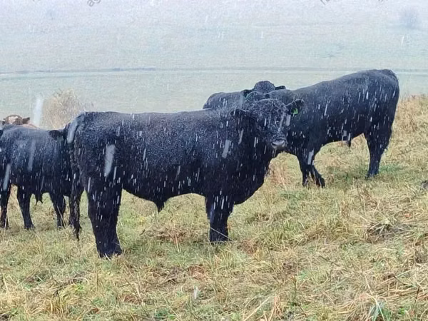 Vaca, Vaca Galloway