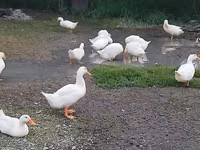 German Pekin — photo 1