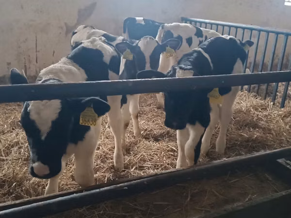 ثور, Russian Black pied cattle