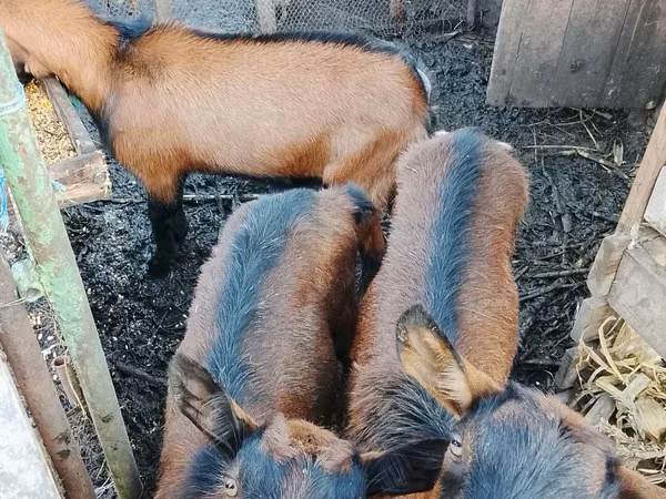 Cabra, French Saanen goat