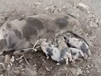 母猪, Pigs — 照片 2