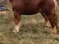 Horse (M), Suffolk Punch — photo 7