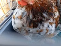 Pekin-Zwerg — Foto 2