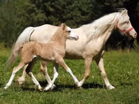 公马, American shetland pony — 照片 2