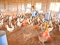 Newcastle Disease Vaccine for Chickens — 照片 5