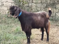 बकरा, Damask goat — फ़ोटो 1