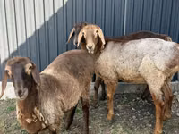 Sheep, Hissar sheep — photo 4