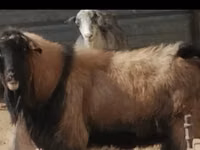 Ram, Edilbay sheep — photo 2