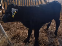 Cow, Limousin cow — photo 3