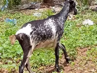 बकरियाँ (लॉट, लिंग निर्दिष्ट नहीं), Nubian Goat — फ़ोटो 5
