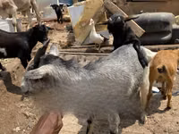 Goat, West African dwarf goats — photo 2