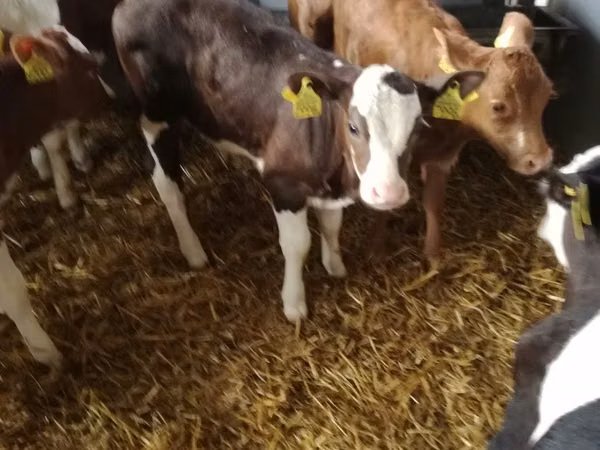 牛只（批次，未指定性别）, Simmental cattle